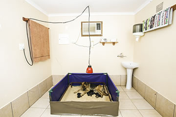 Whelping Room